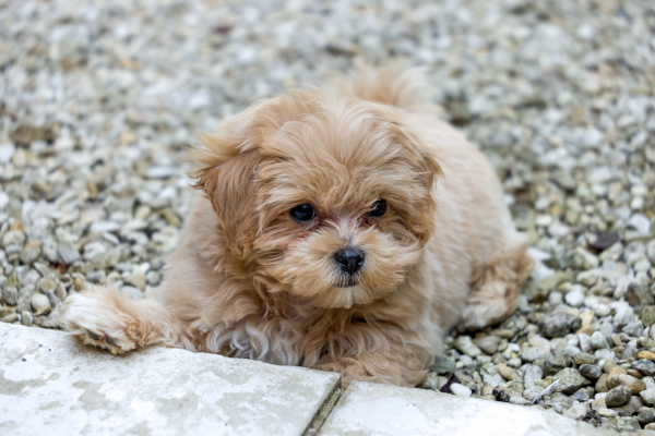Maltipoo šteniatko na dvore